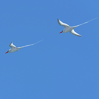 Galapagos - North Seymour - Red-billed tropicbirds
